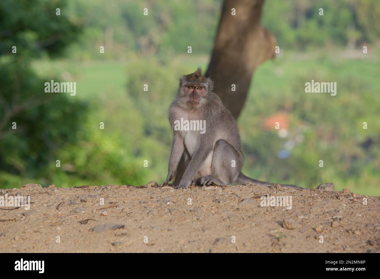 Portrait of monkey (Macaca fascicularis) next to the road in Bali Stock Photo