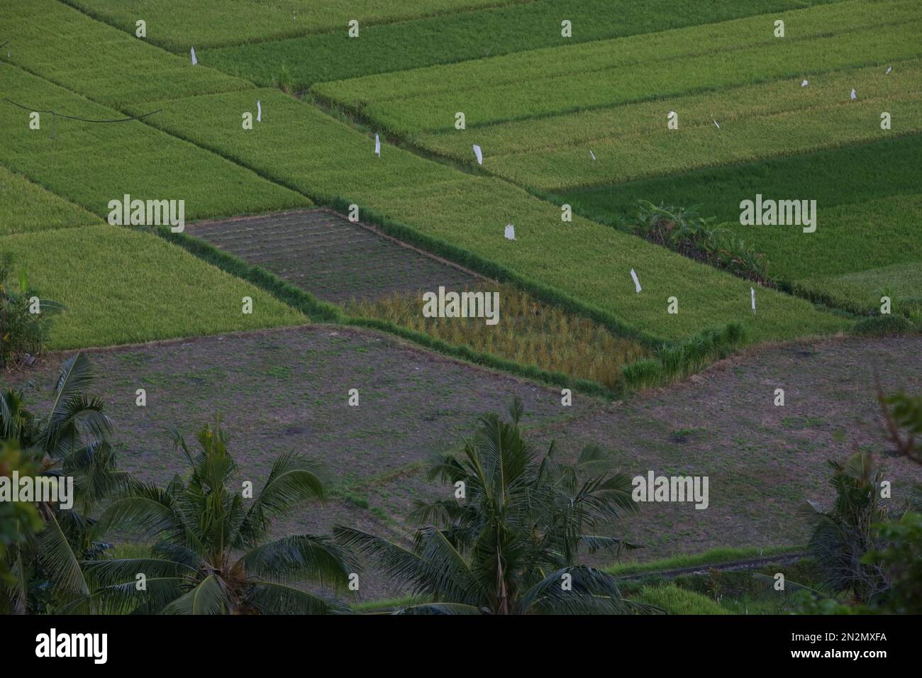 Rice fields in valley surrounded by tropical rainforest Stock Photo - Alamy
