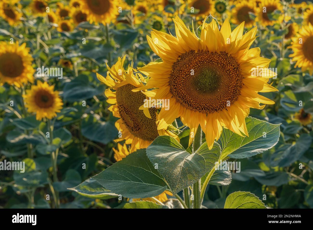 Beautiful sunflowers in the field at sunset. Among other things Ukraine