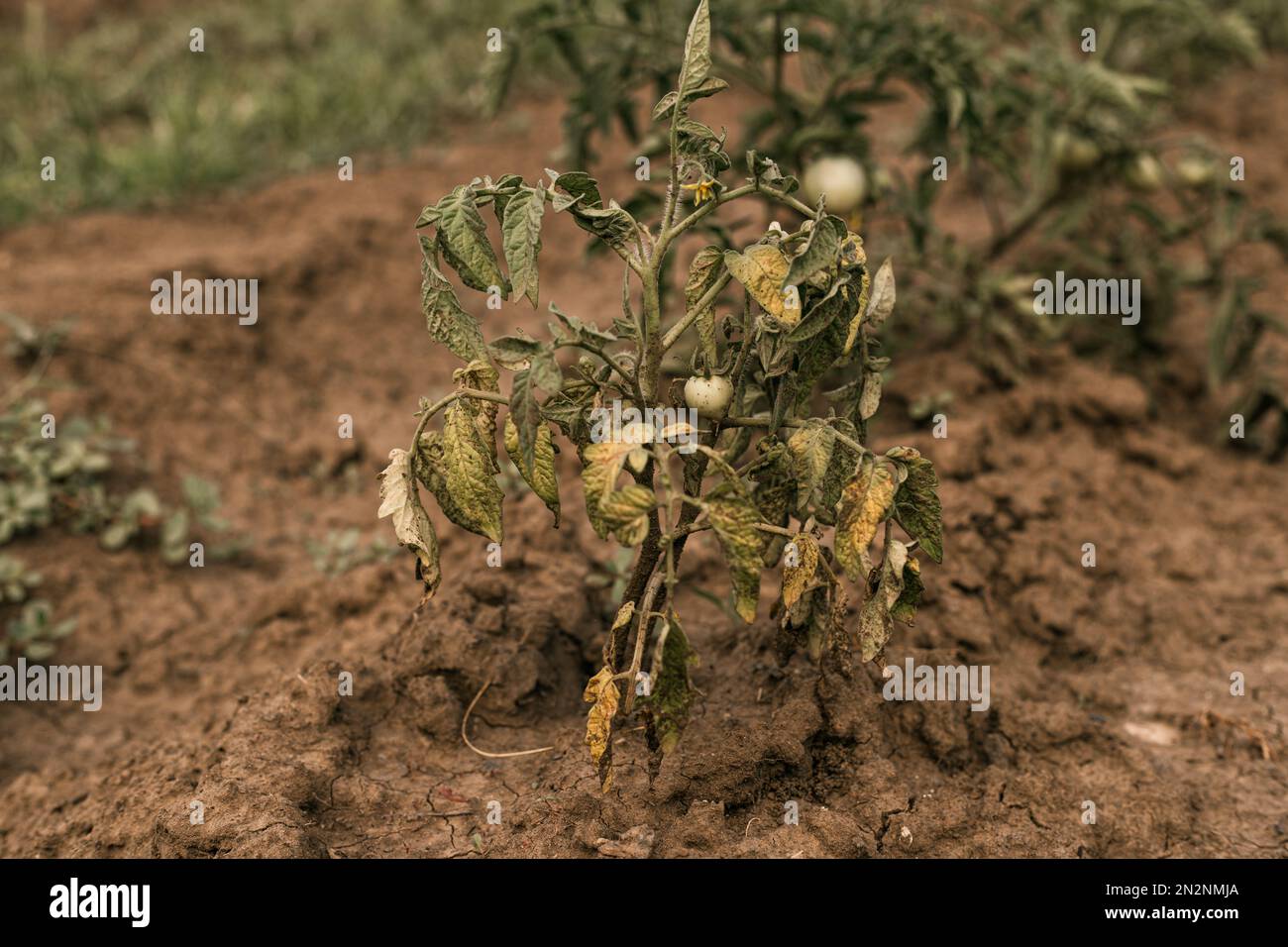 Food crop failure hires stock photography and images Alamy