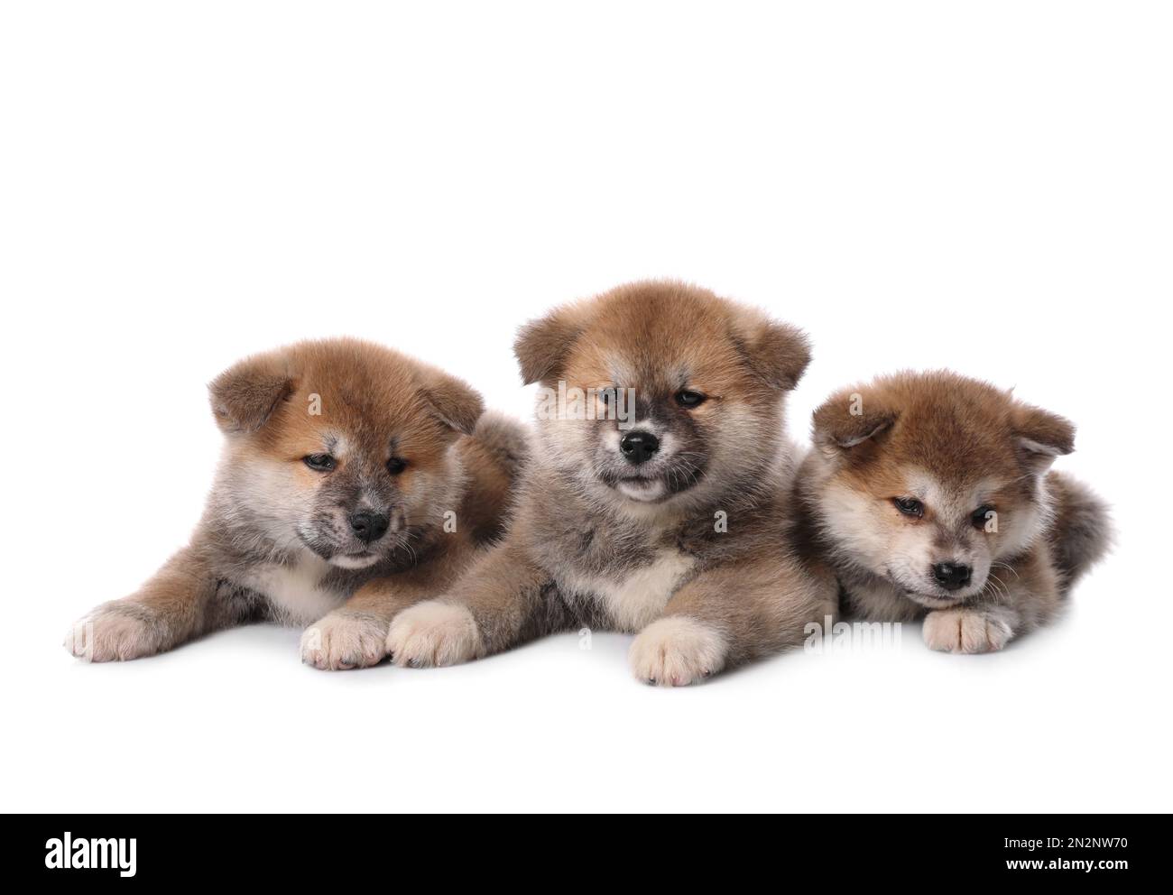 Adorable Akita Inu puppies on white background Stock Photo - Alamy