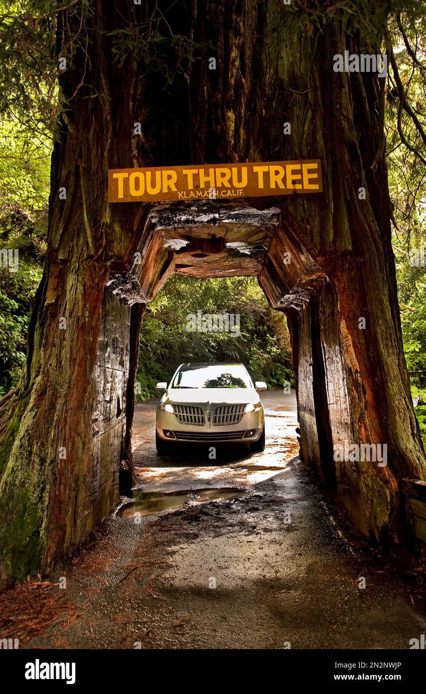 Drive Thru Redwood tree in Klamath CA USA. Close to Redwood National Park. May 2010 Stock Photo
