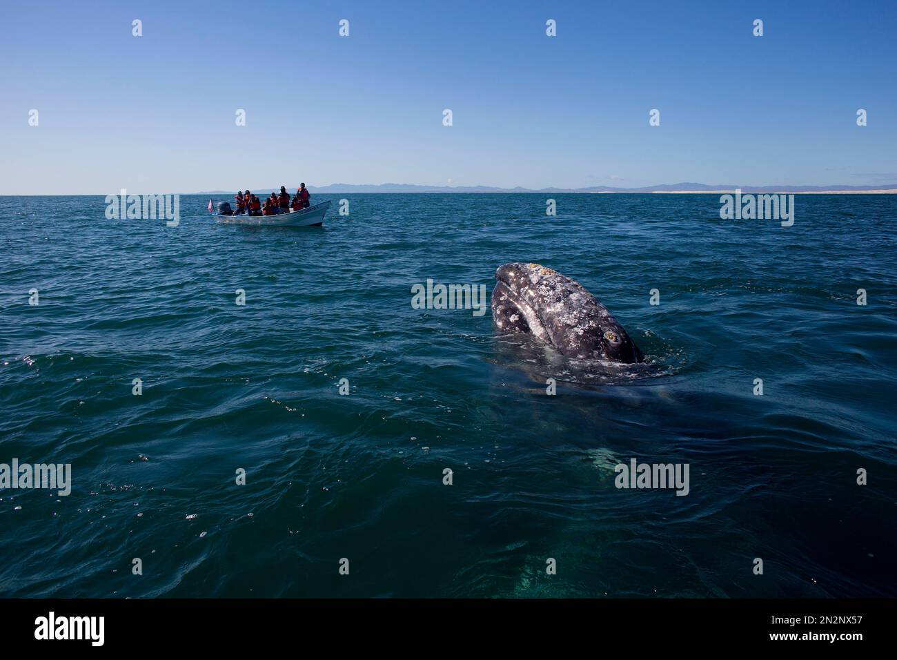 In this March 3, 2015 photo, visitors aboard a boat watch as a gray