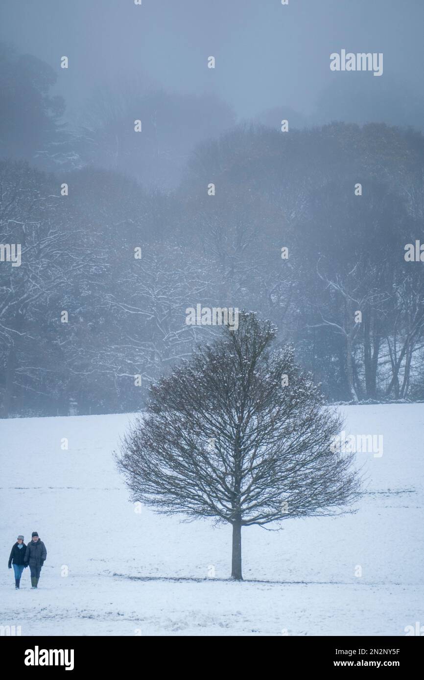 A couple walking across a snowy field in a woodland park in Southern UK. Single lone tree without leaves. Snow on the ground. Woods in background. Stock Photo