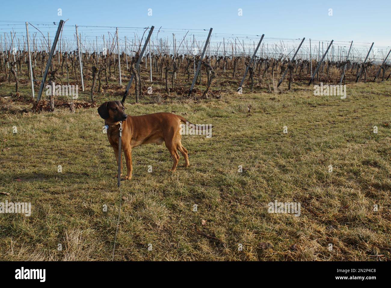 Bayrischer Gebirgsschweißhund Gismo Stock Photo