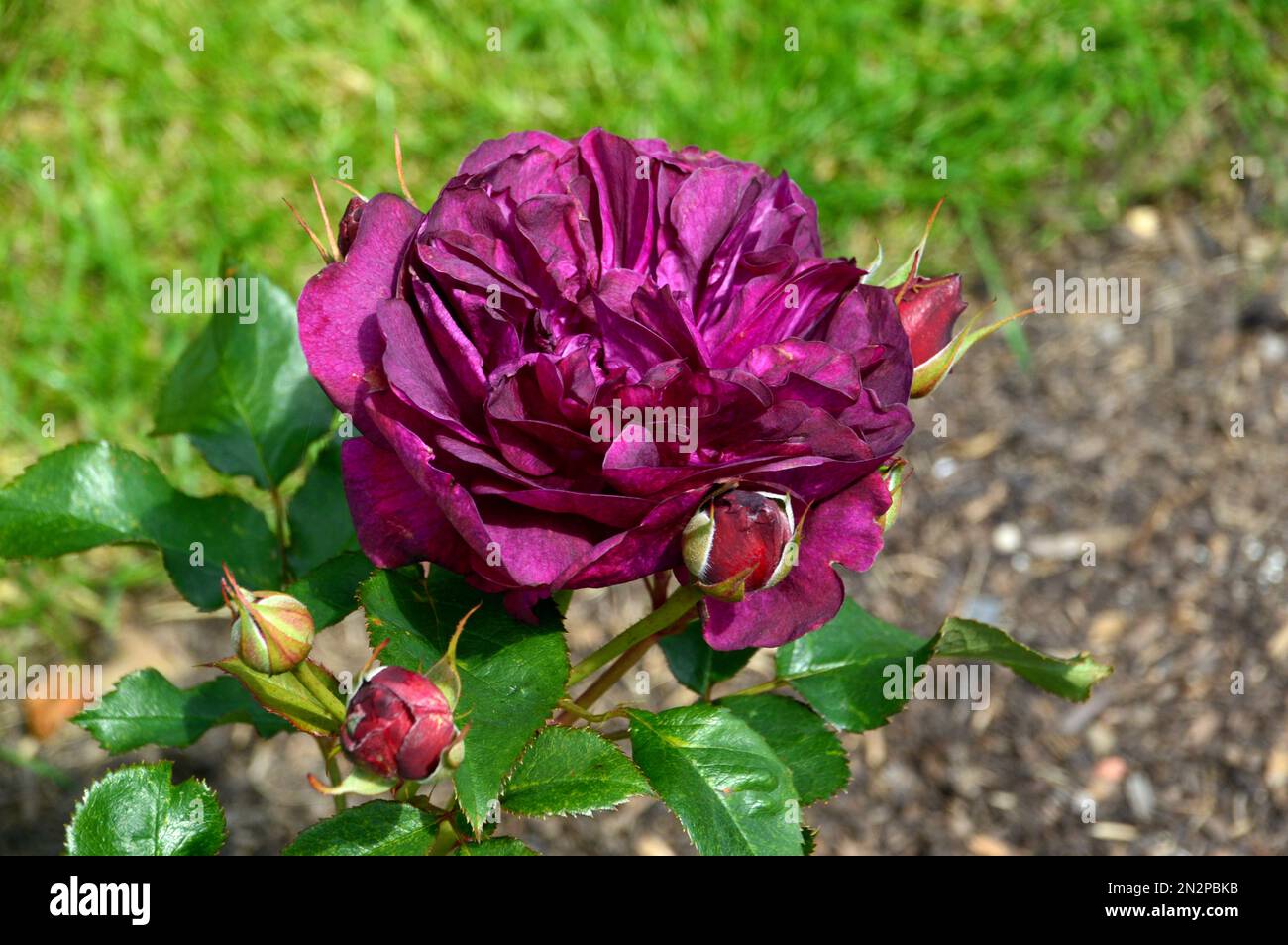 Single Deep Crimson Rosa 'Darcey Bussell ' (Ausdecorum) Double Rose Flower grown at RHS Garden Harlow Carr, Harrogate, Yorkshire, England, UK Stock Photo