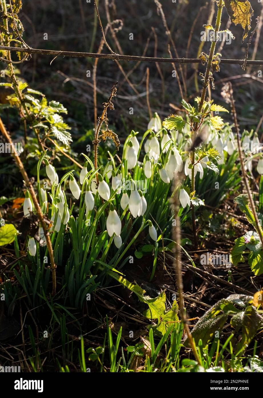 Brighton UK 7th February 2023 - Snowdrops in full bloom on a cold frosty morning in Queens Park Brighton as another cold spell of weather is forecast for Britain over the next few days : Credit Simon Dack / Alamy Live News Stock Photo