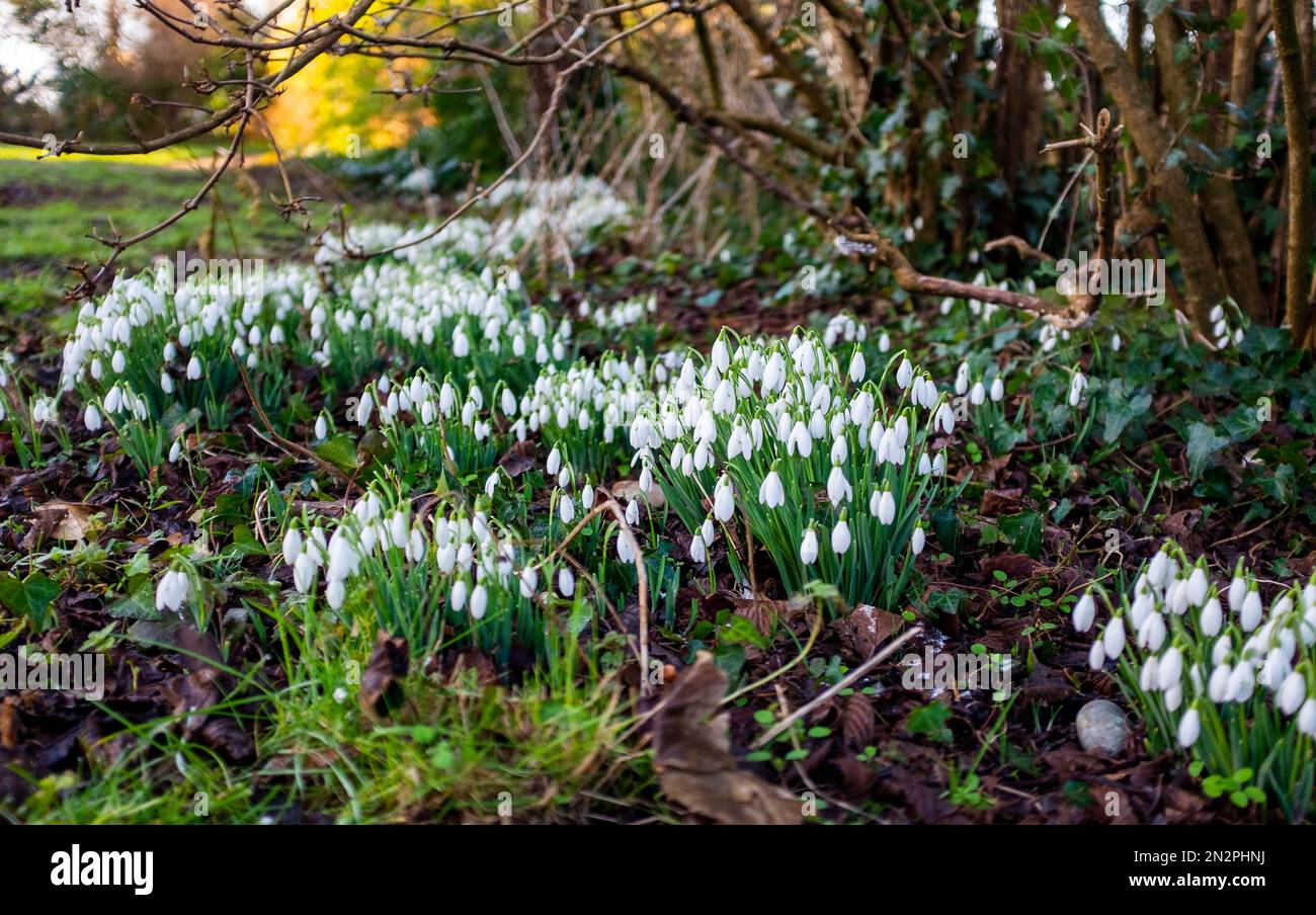 Brighton UK 7th February 2023 - Snowdrops in full bloom on a cold frosty morning in Queens Park Brighton as another cold spell of weather is forecast for Britain over the next few days : Credit Simon Dack / Alamy Live News Stock Photo