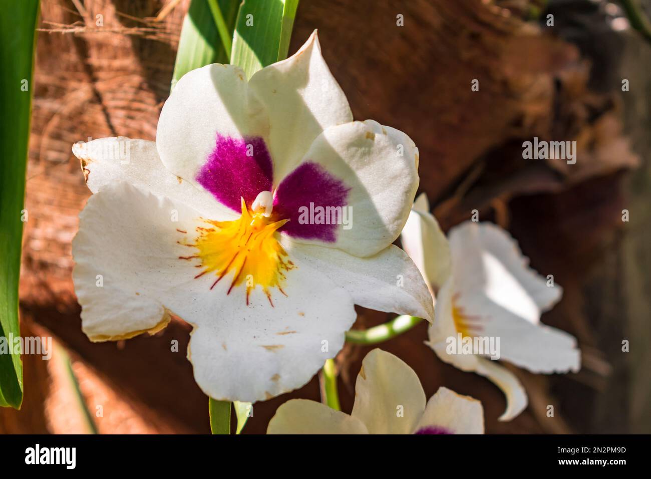 White miltonia orchid blooming, (white summer) with dark background Stock Photo