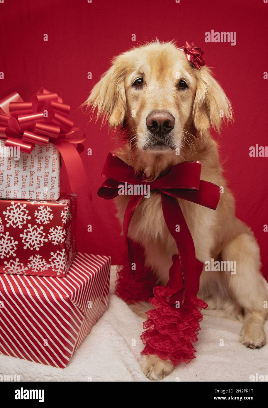 Close-up portrait of a golden retriever with a bow on it's head next to a stack of Christmas gifts Stock Photo