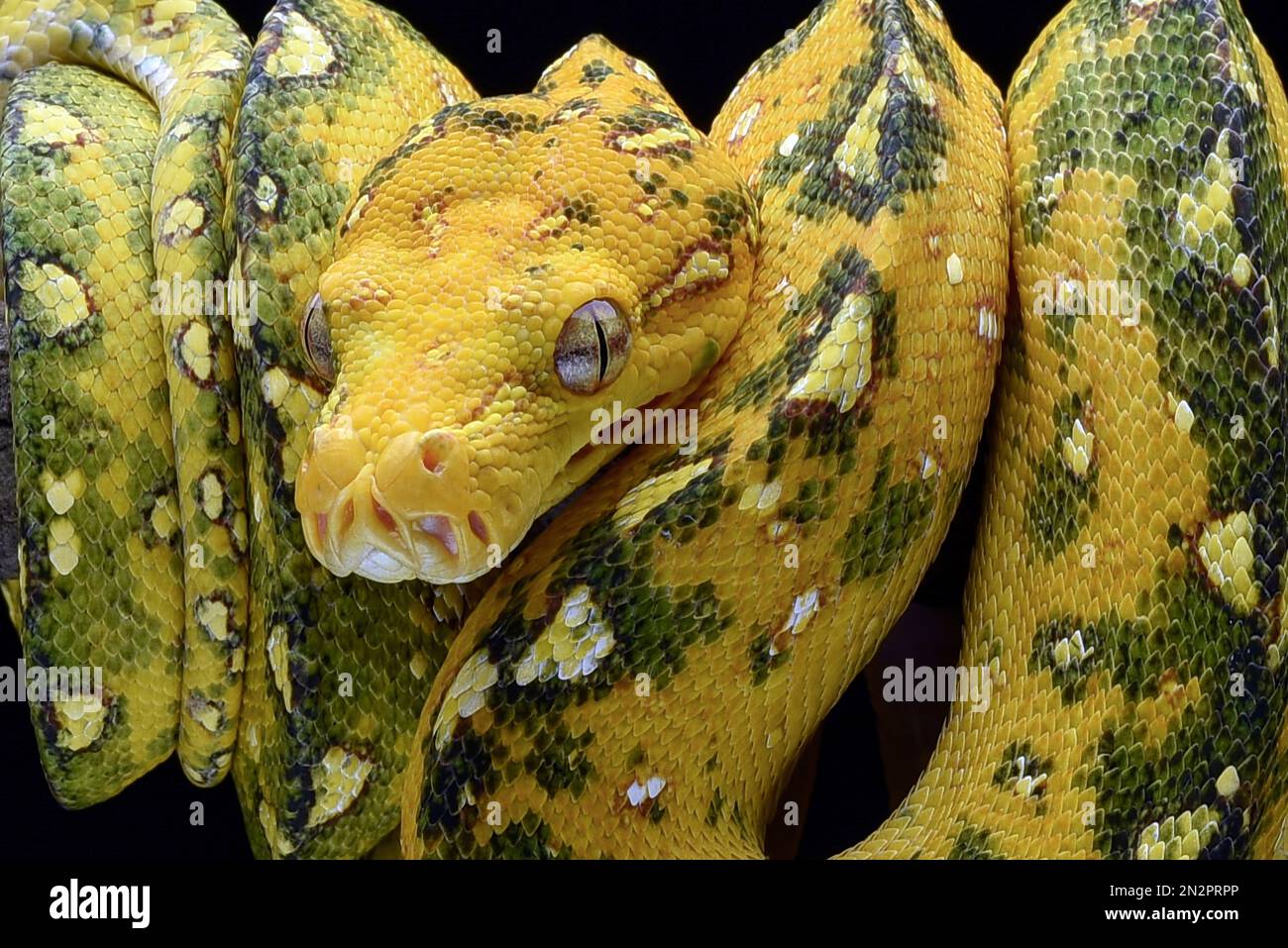 Close up of a Juvenile green tree python coiled on a branch, Indonesia ...