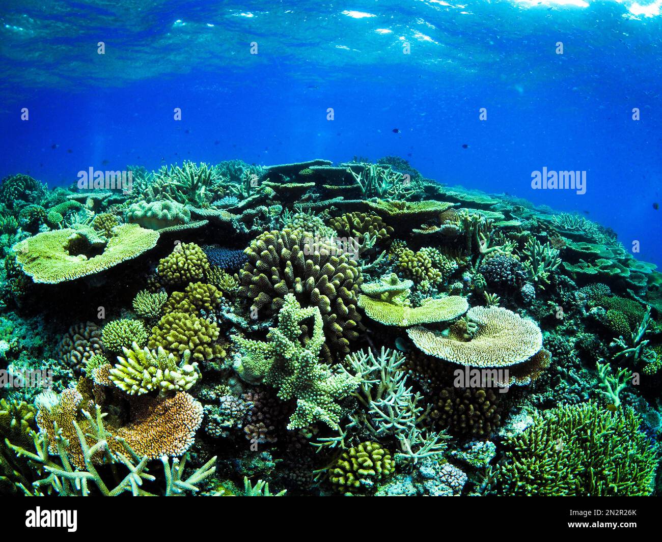 Reef building coral in high diversity at the Ribbon Reefs Great Barrier