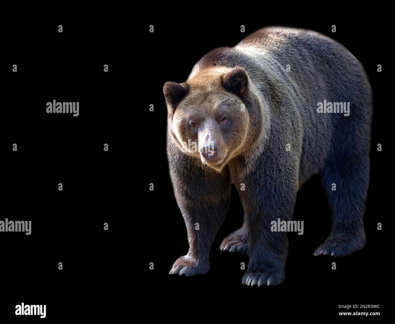 Brown bear standing on a black background Stock Photo