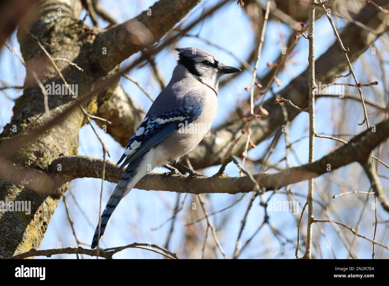A closeup shot of a Blue jay perched on a tree Stock Photo