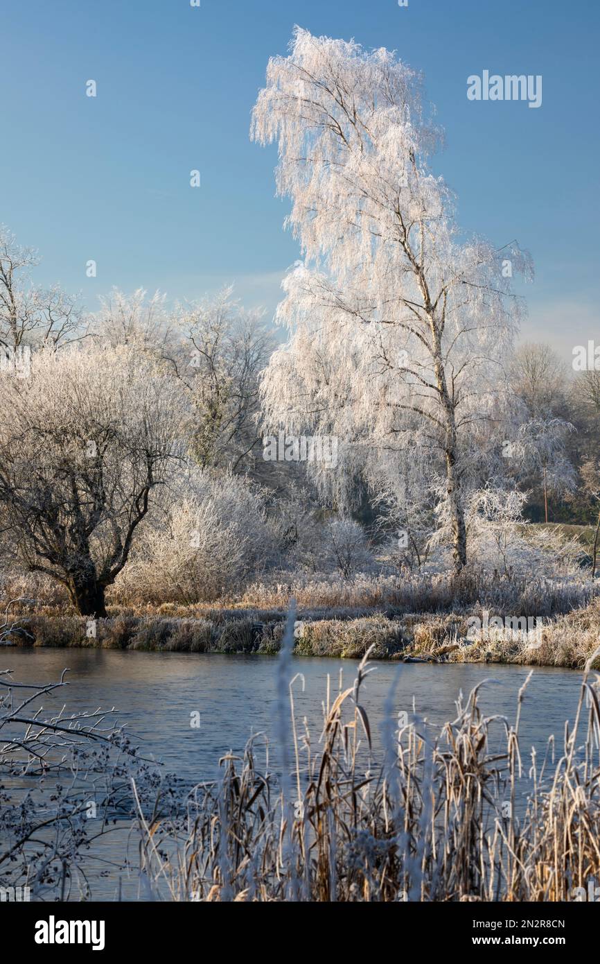 Hoar frost on a silver birch tree beside the River Test, Wherwell, Hampshire, England, United Kingdom, Europe Stock Photo