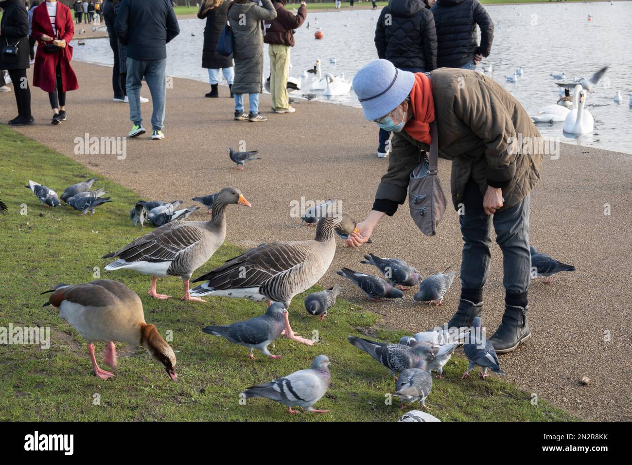 Feeding birds and wildfowl on the Round Pond in Kensington Gardens
