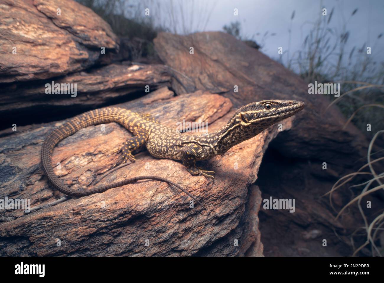 Close-up of a wild spiny-tailed monitor (Varanus acanthurus) lizard on a rock, Australia Stock Photo
