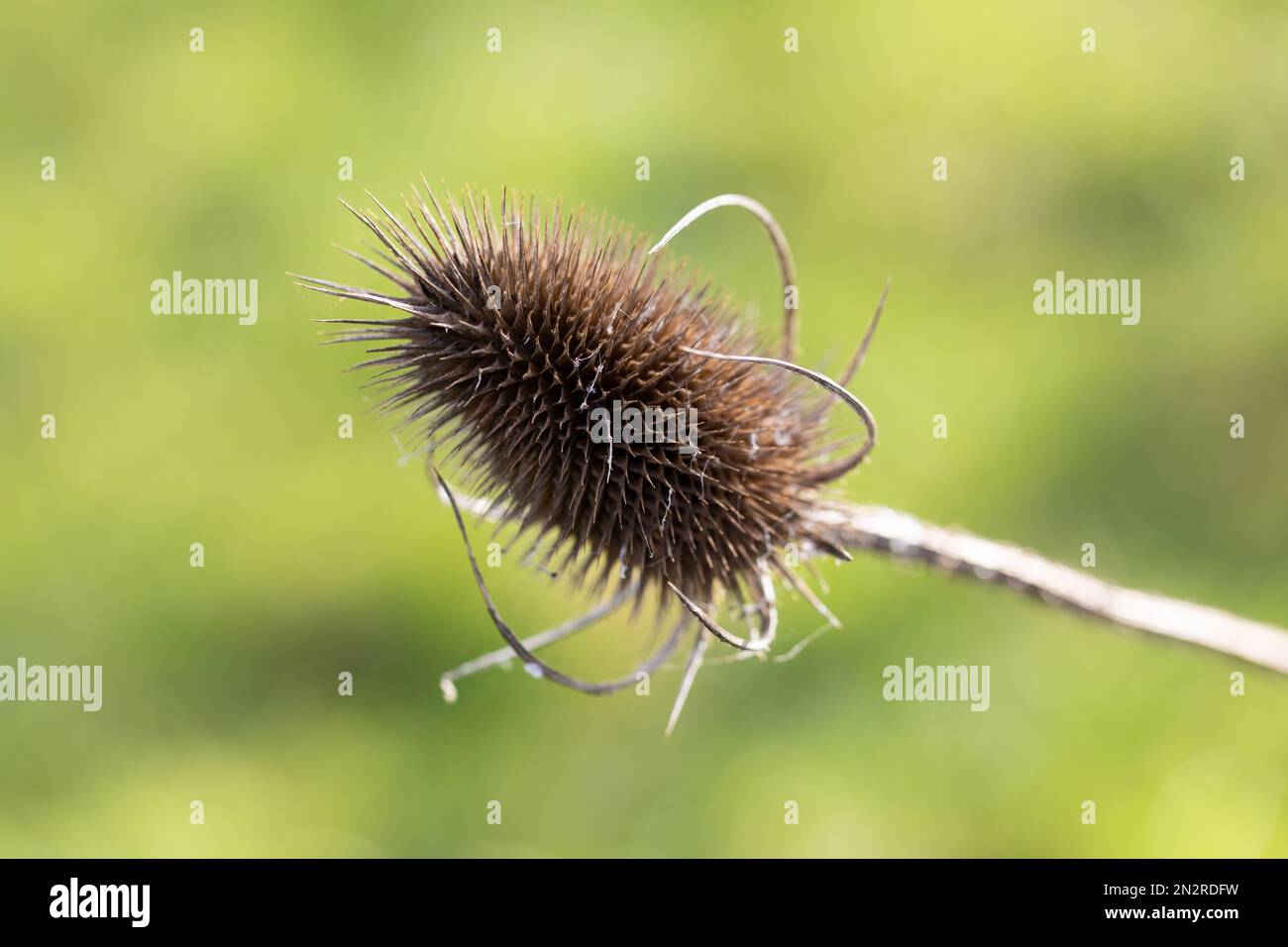 Wild Teasel, Dipsacus fullonum, brown seed head closeup in wintertime, Blandford, Dorset, England Stock Photo