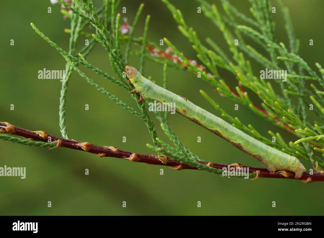 beautiful green caterpillar on the green branch in the summer garden ...