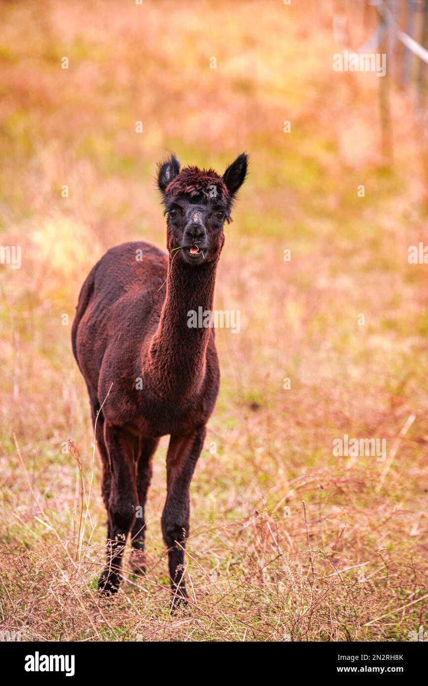 schwarzes Alpaka - Kamel Stock Photo