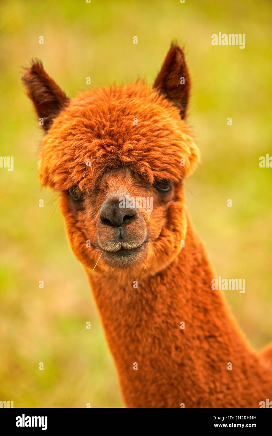 Protrait braunes Alpaka Jungtier Stock Photo - Alamy