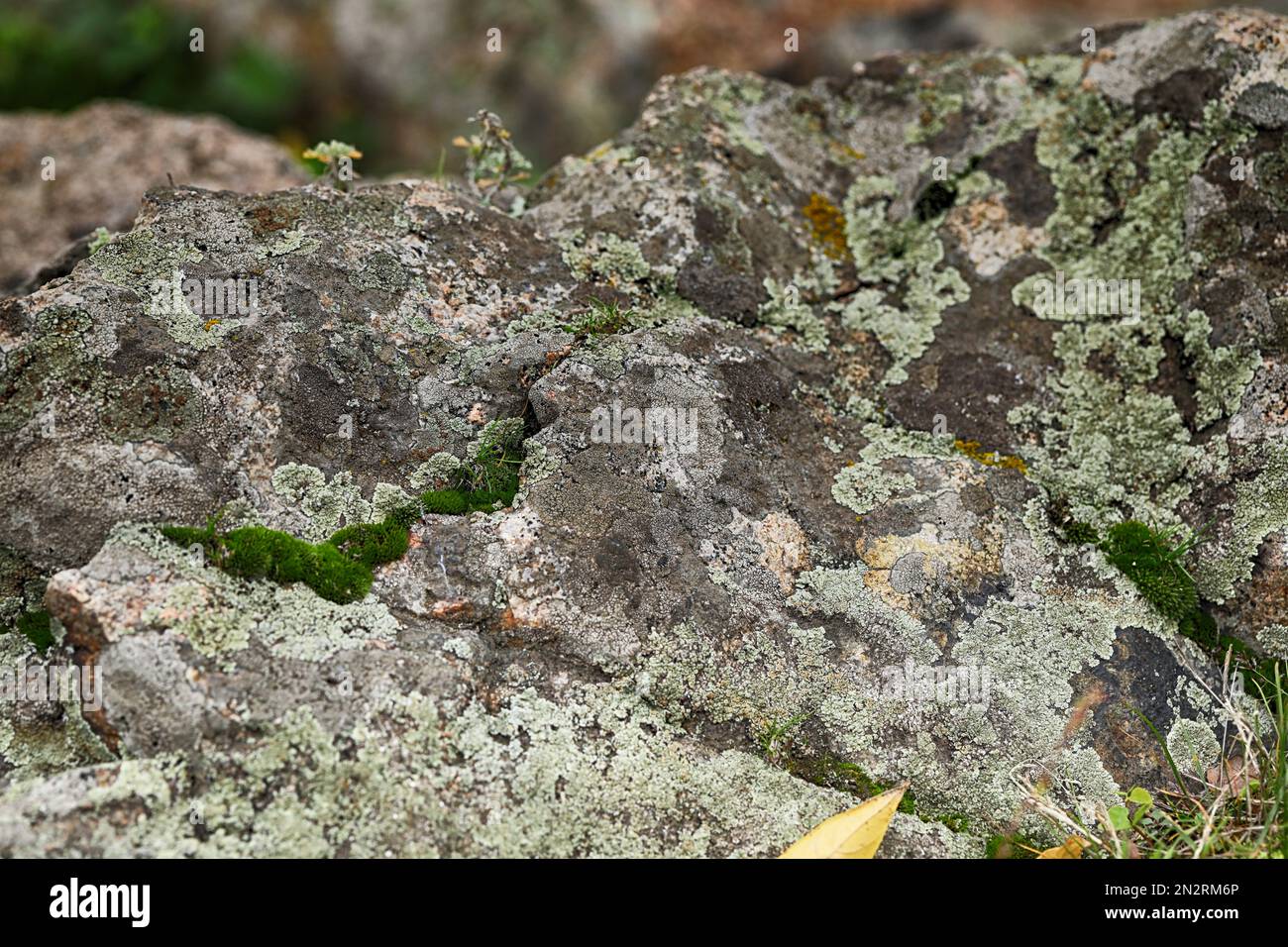 Surface with moss hi-res stock photography and images - Alamy
