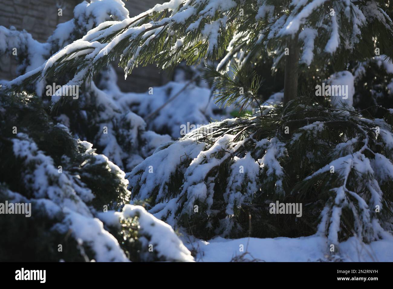 snow covered pine tree. pattern of branches Stock Photo