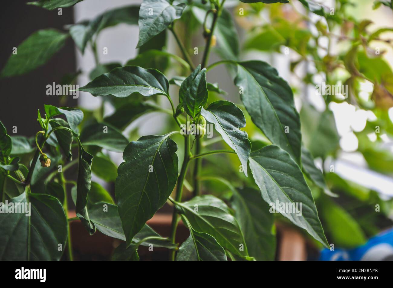 Young pepper seedlings and dying flowers in container on window sill
