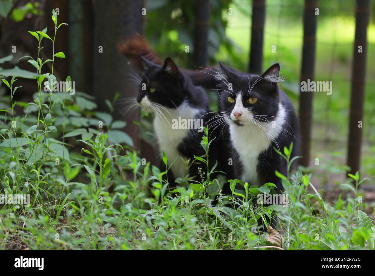 two black and white cats in the grass outdoor Stock Photo Alamy