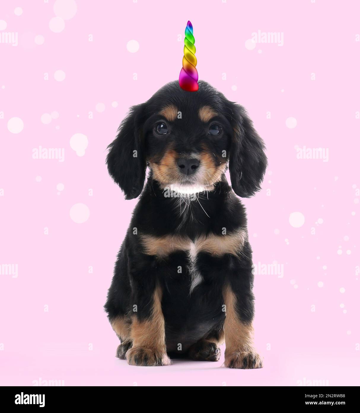 Cute puppy with rainbow unicorn horn on pink background Stock Photo