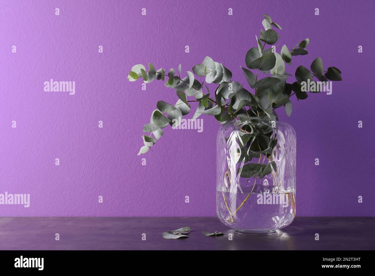 Beautiful eucalyptus branches in glass vase on table against purple