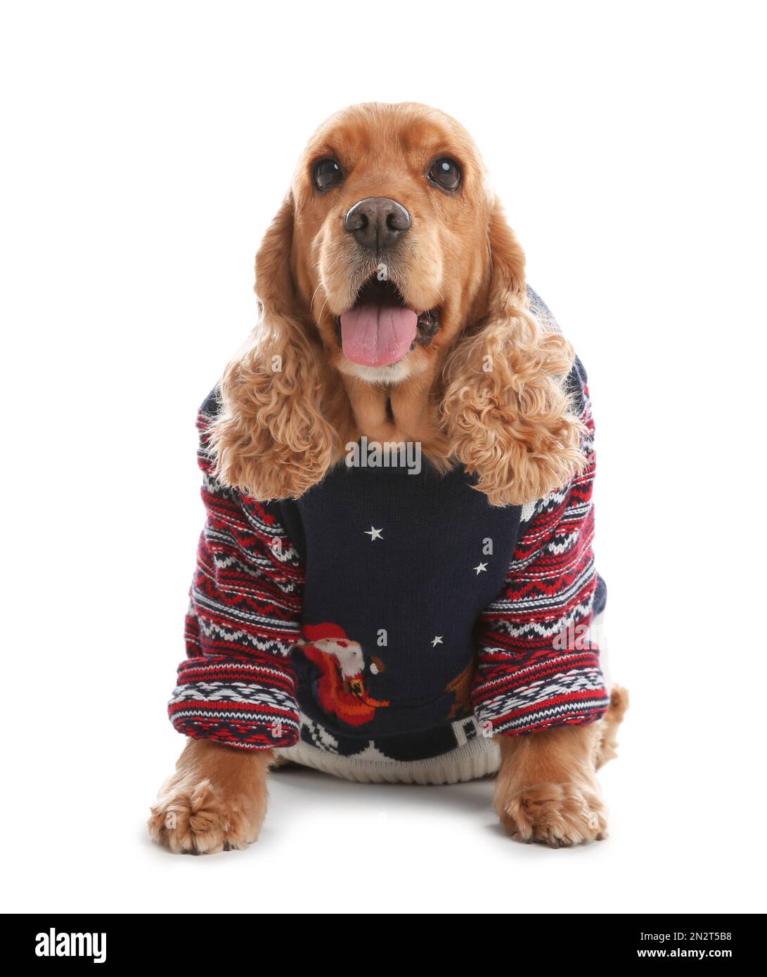 Adorable Cocker Spaniel in Christmas sweater on white background Stock Photo