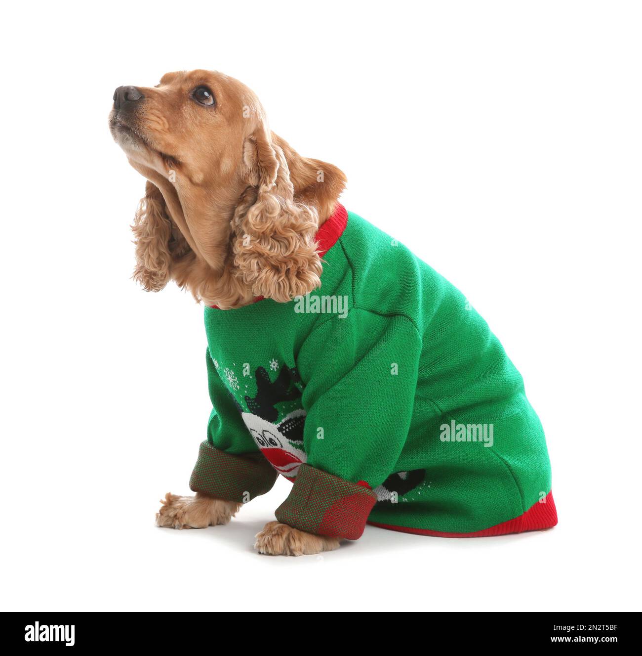 Adorable Cocker Spaniel in Christmas sweater on white background Stock Photo