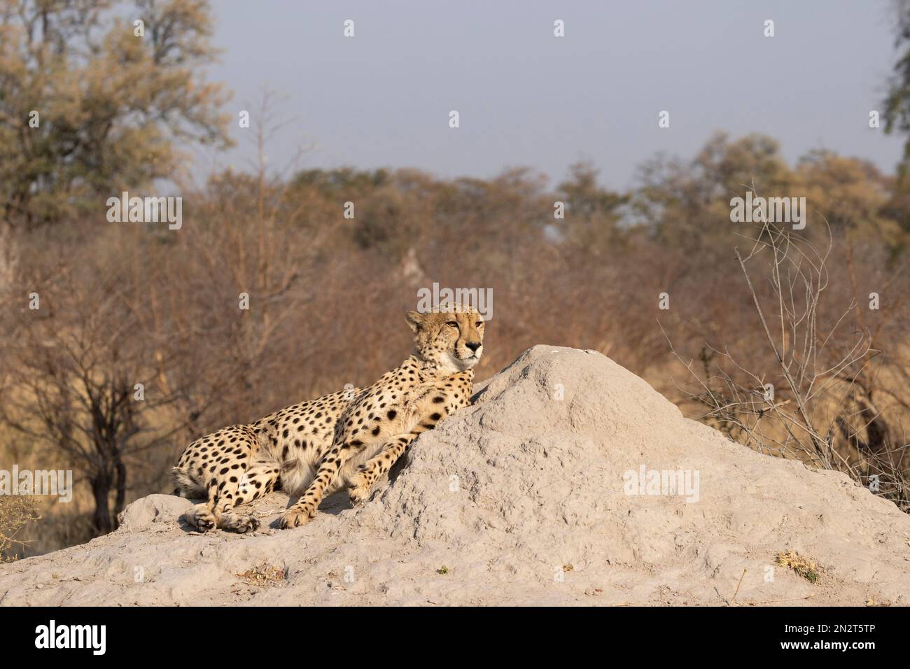 Cheetahs, Linyanti, Botswana Stock Photo
