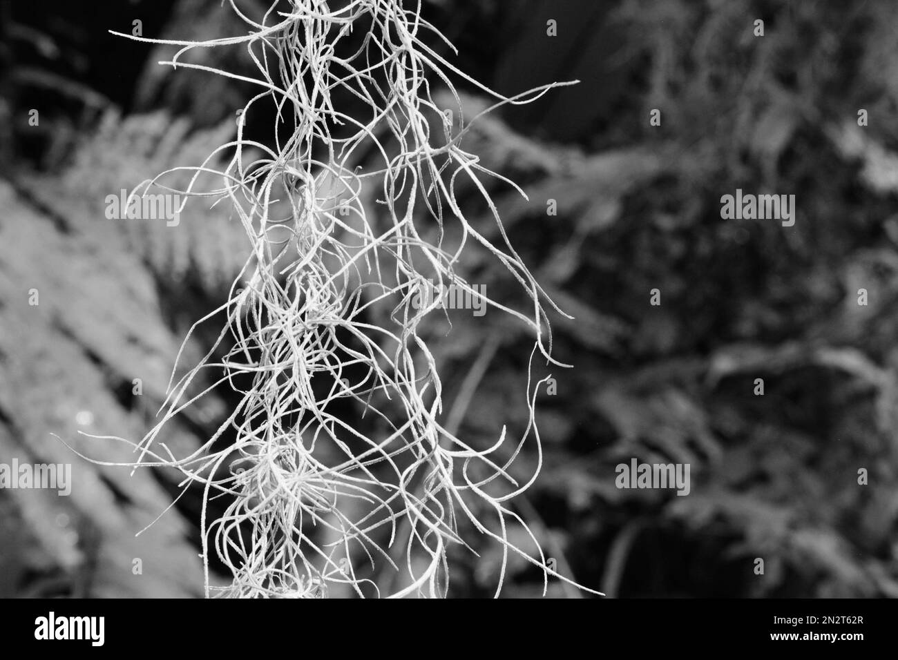 Spanish moss hanging on a tree branch in the overgrown jungle in a