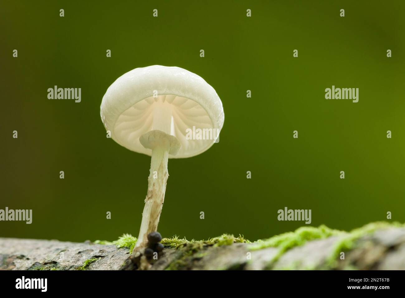 Porcelain Fungus (Oudemansiella mucida) growing on a rotting branch in a woodland in the Mendip Hills, Somerset, England. Stock Photo