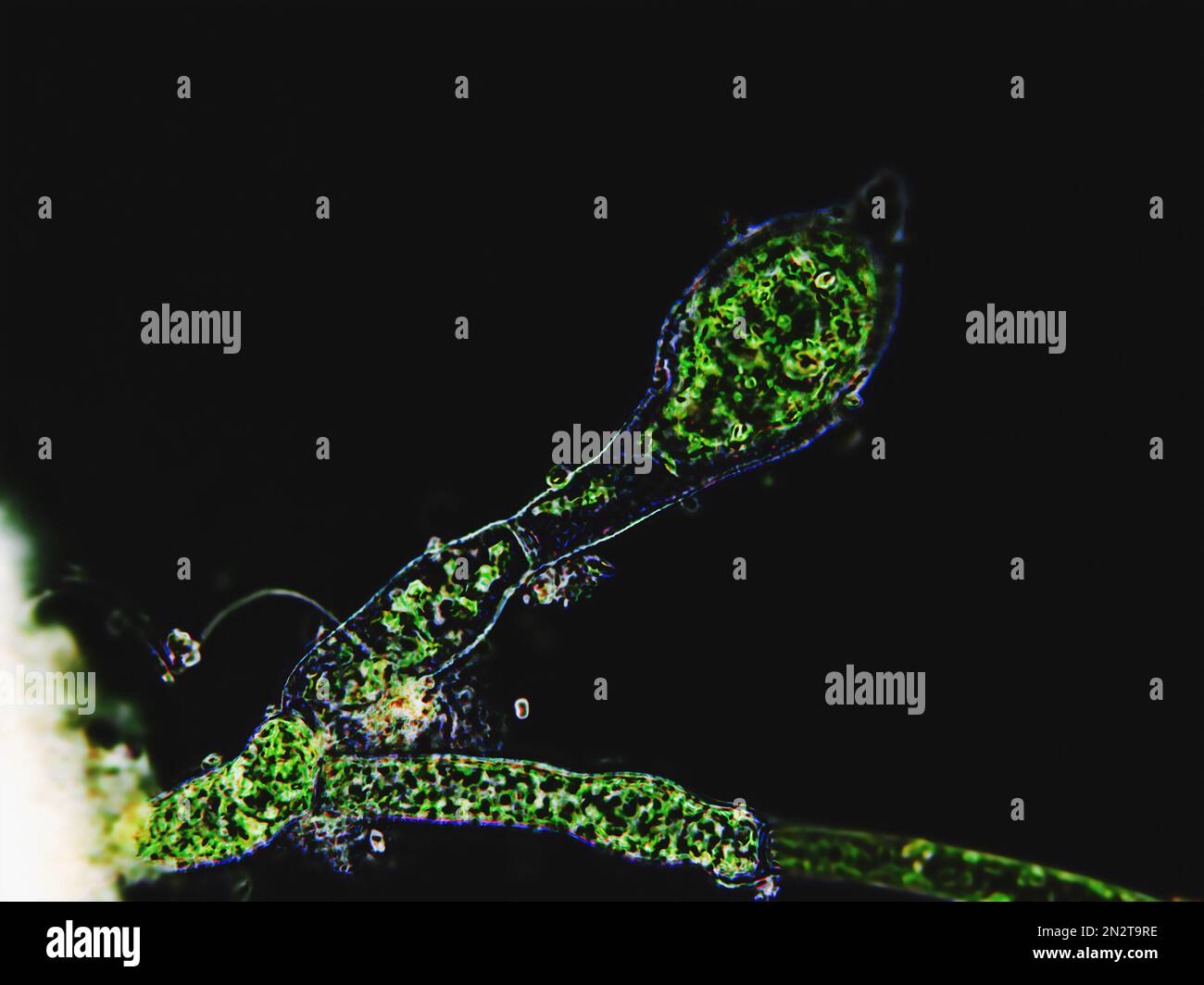 Cladophora sp. algae under microscopic view, dark background - Chlorophyta, Green algae Stock Photo