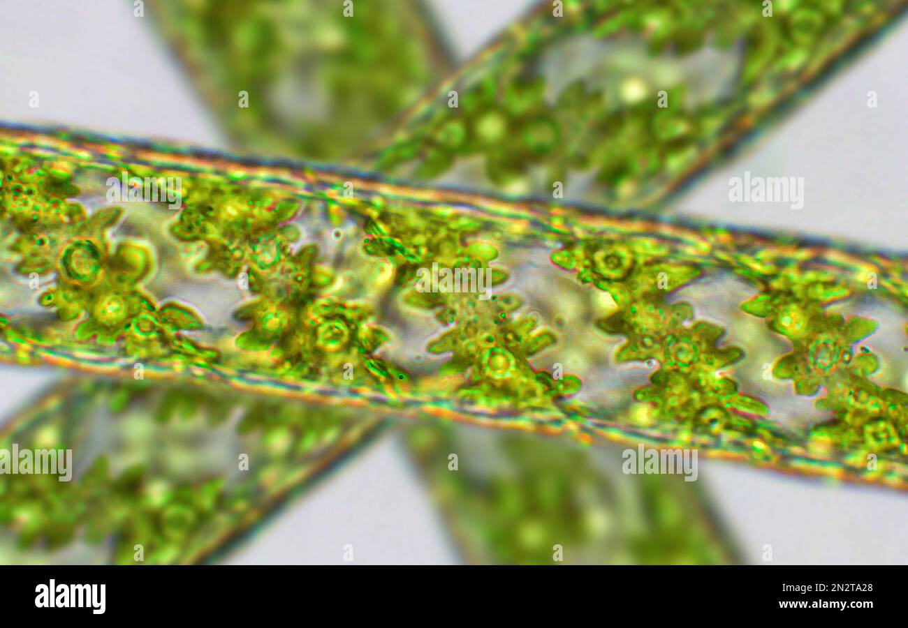 Spirogyra sp. green algae under microscopic view - Chlorophyta, Green algae Stock Photo