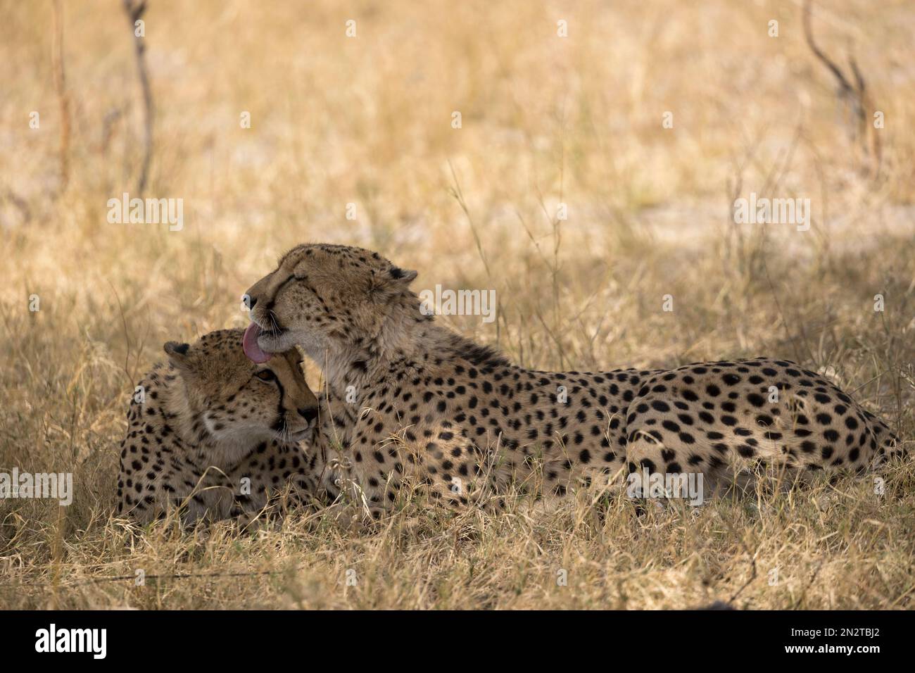 Cheetahs, Linyanti, Botswana Stock Photo