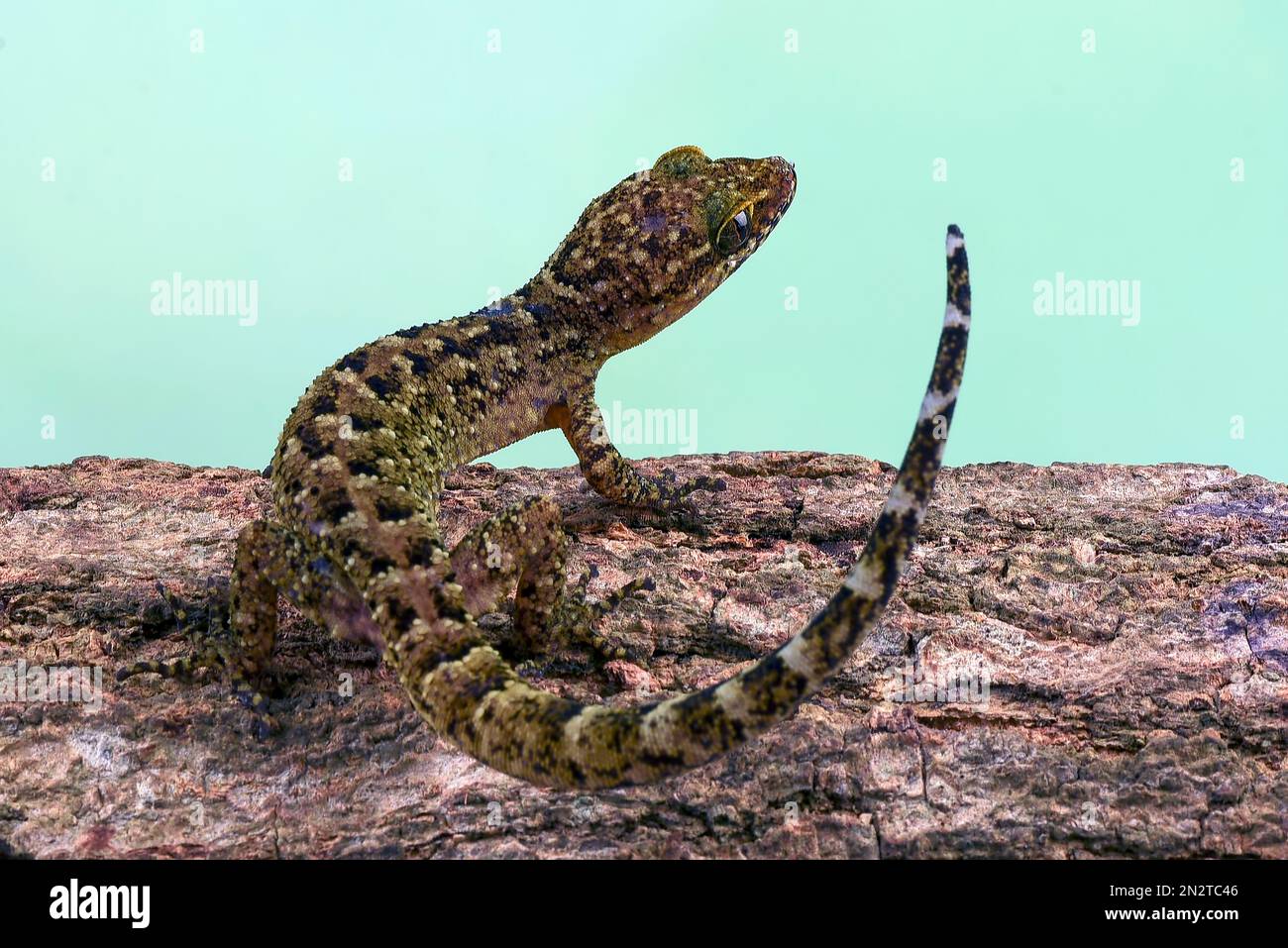 Close-up of a muria rock gecko on a tree branch, Indonesia Stock Photo