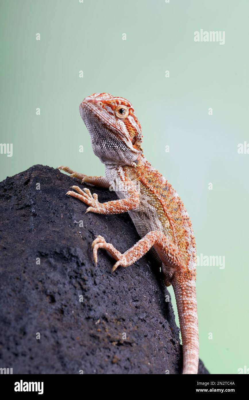 baby bearded dragon colors
