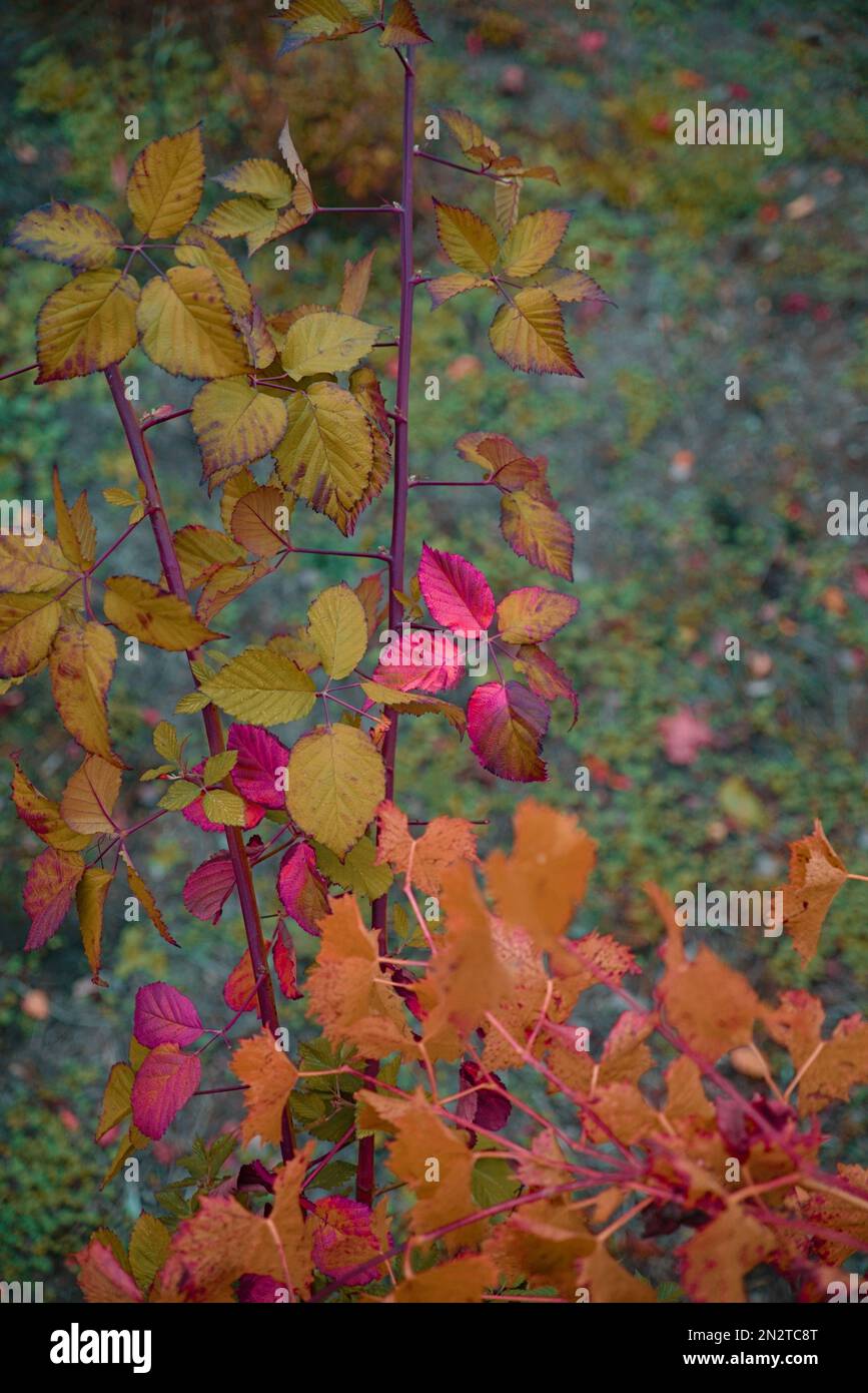 Rosenstrauch mit bunter Blätterfärbung Stock Photo