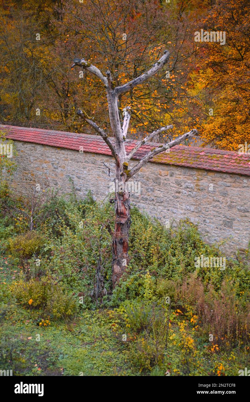 Verdorrter Baum - Todholz im Klostergarten Schöntal Stock Photo