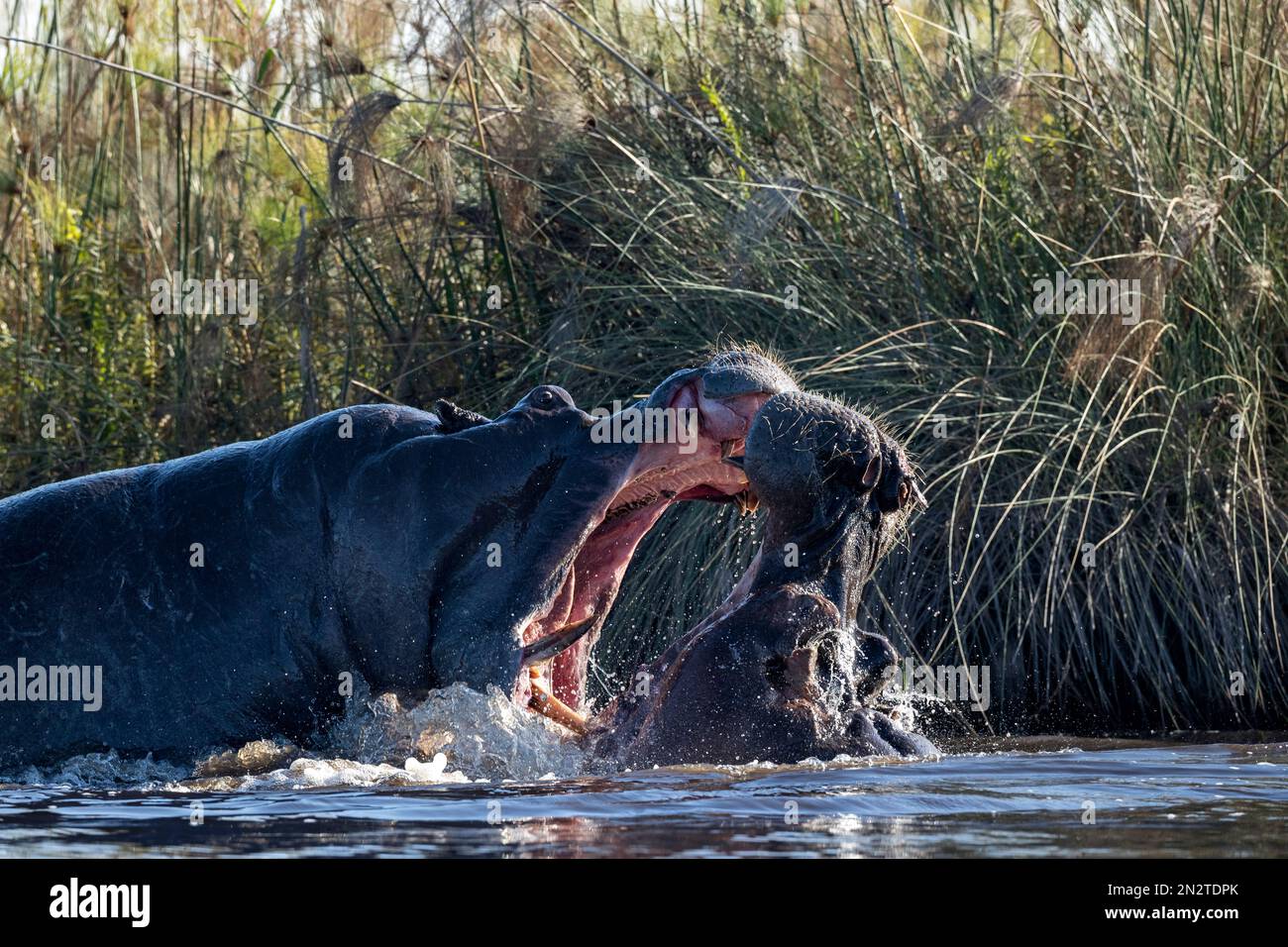 Two hippopotamus fighting to death, Okavango Delta, Botswana Stock Photo