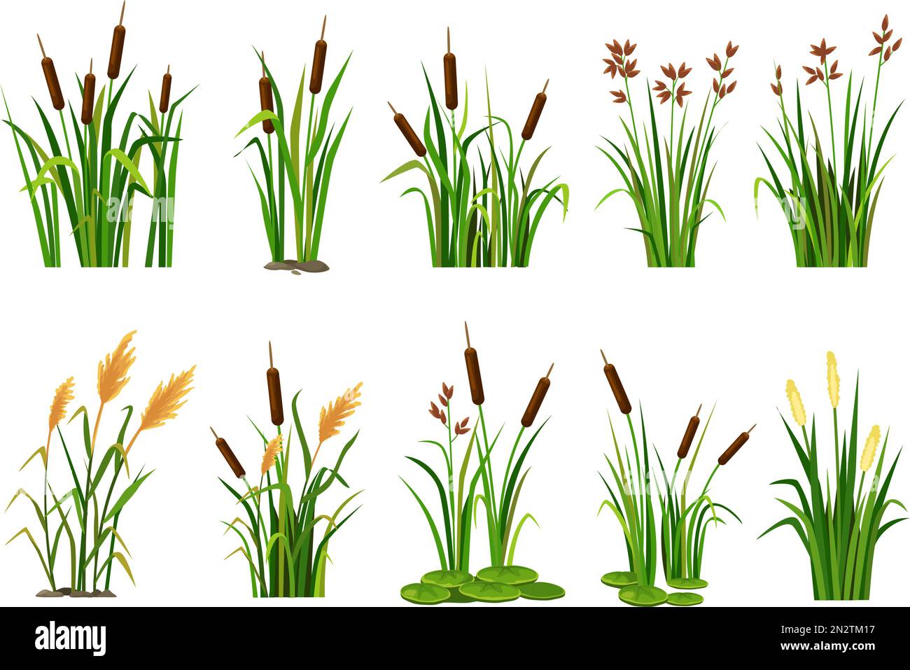 Cartoon lake aquatic plants. Swamp cattails, marsh reed and blooming bulrush vector illustration set Stock Vector