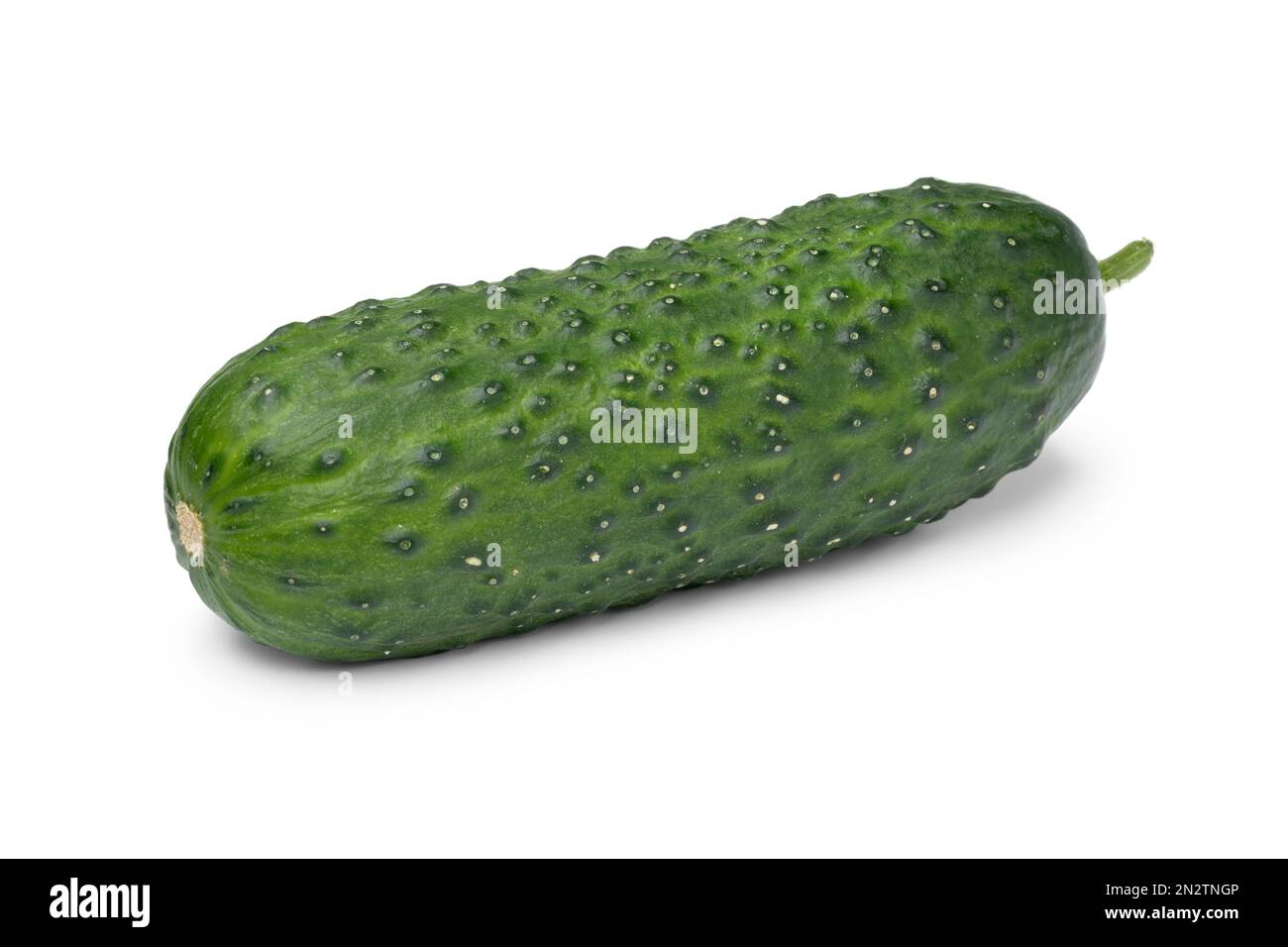 Single whole fresh healthy snack cucumber, Marketmore, close up isolated on white background Stock Photo