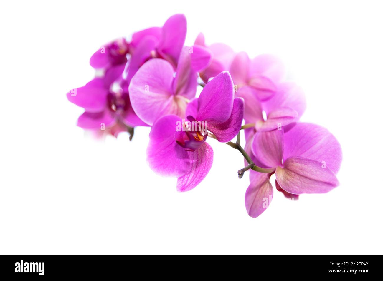 Pink orchid flowers isolated on white background Stock Photo - Alamy