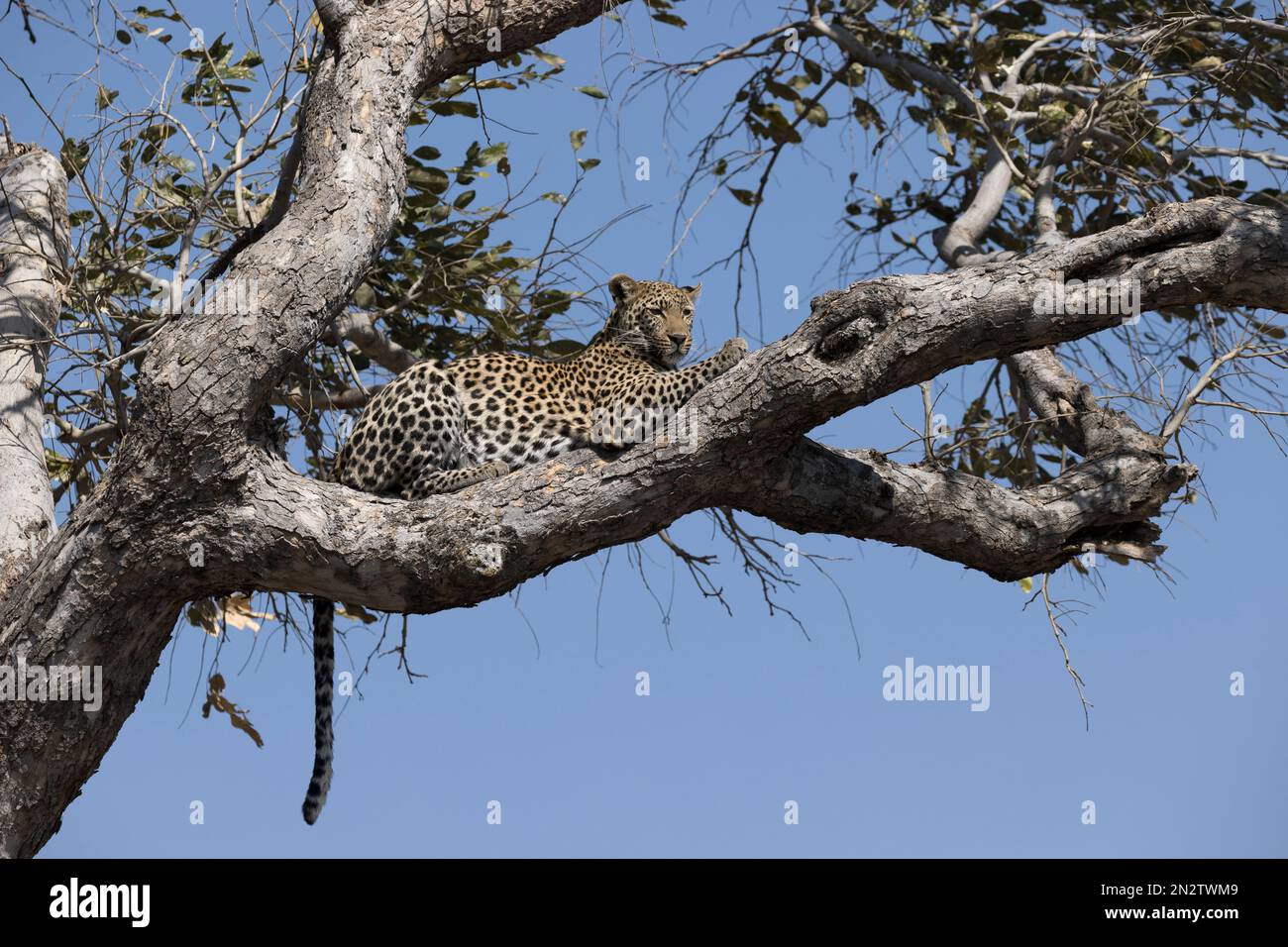 Leopard Okavango delta Botswana Africa Stock Photo