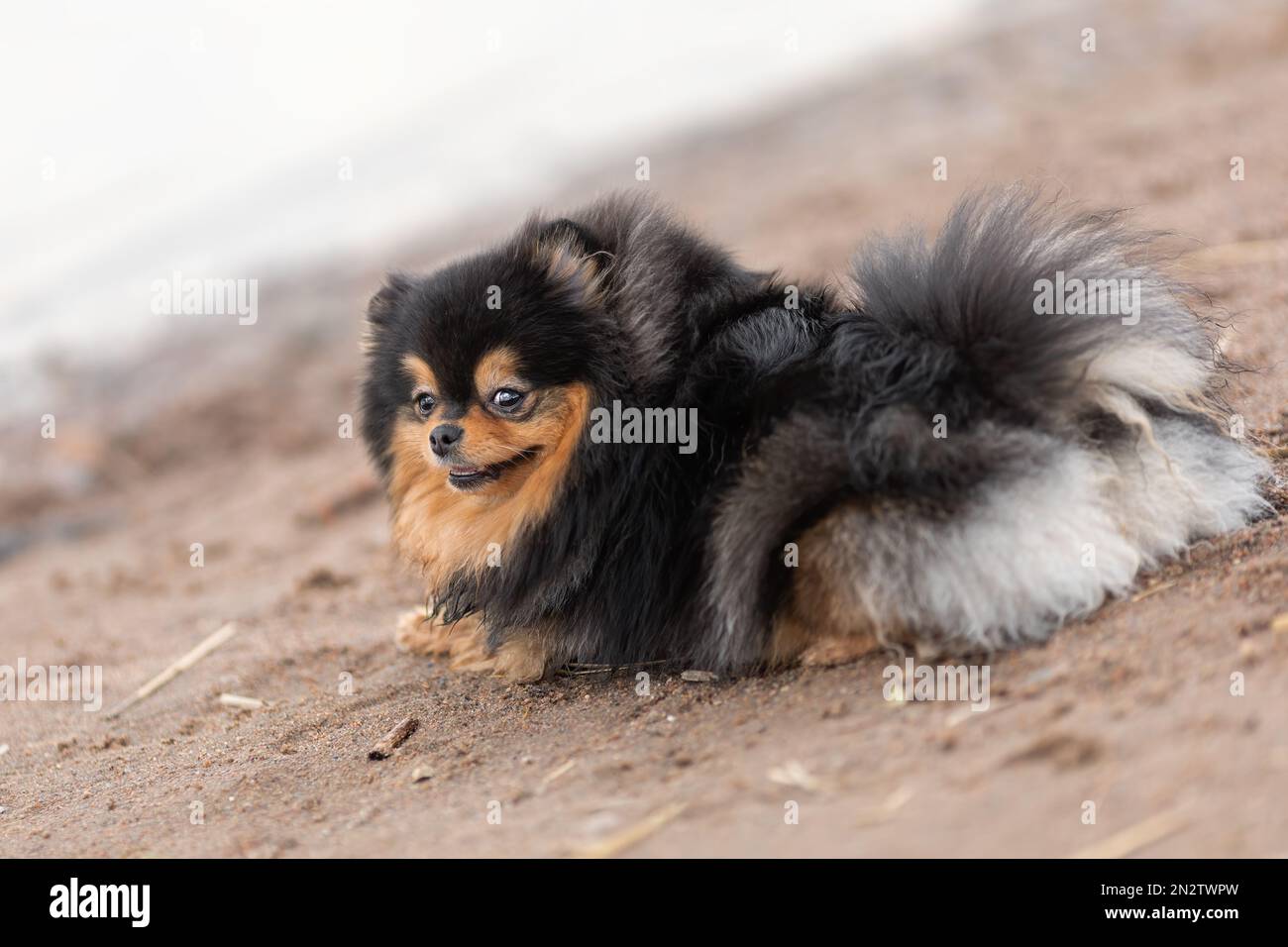 Happy pomeranian spitz breed dog lying down on sand and smiling at the beach Stock Photo