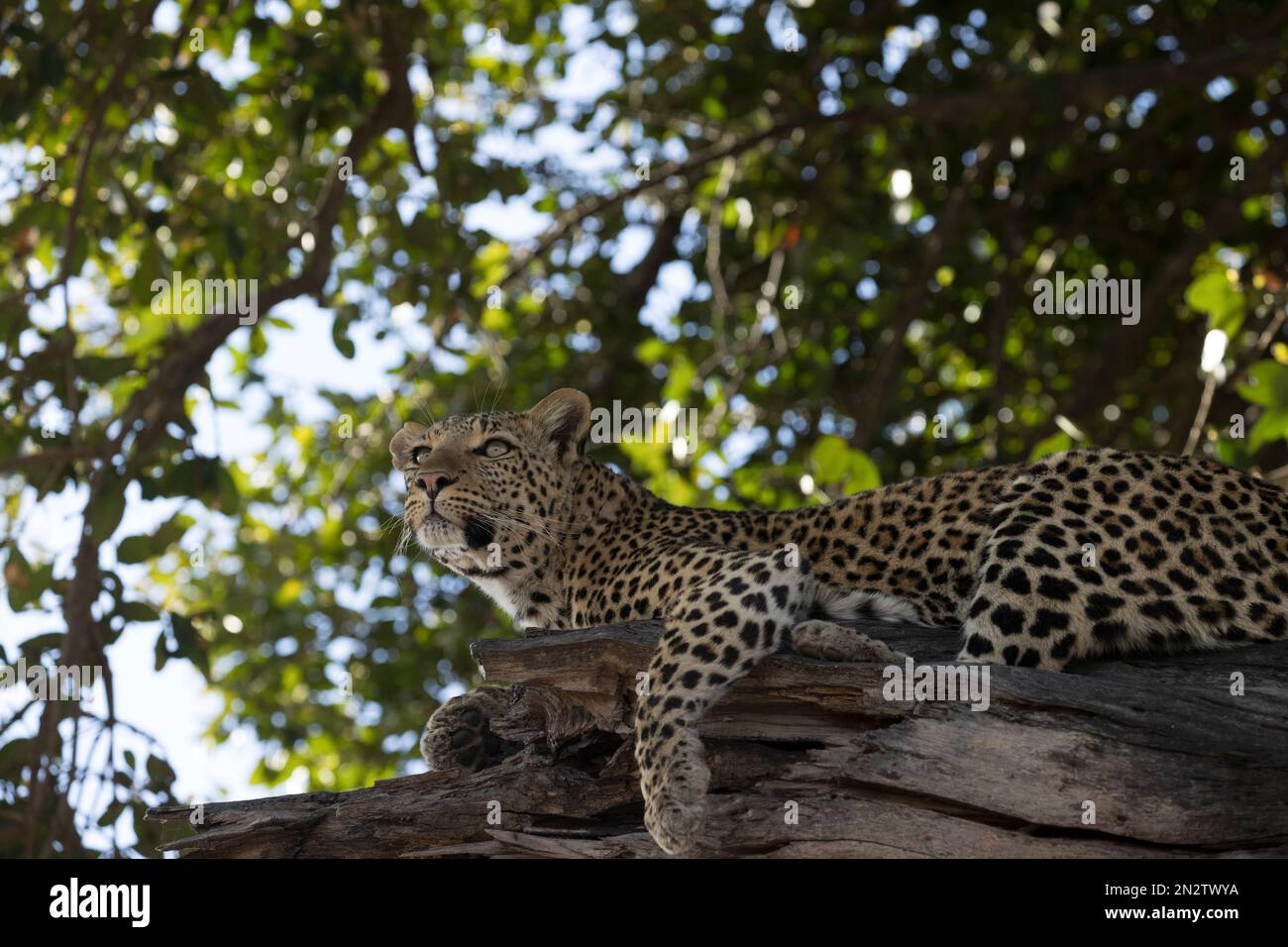 Leopard Okavango delta Botswana Africa Stock Photo